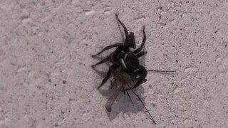 Berhasil memberi makan laba-laba melompat