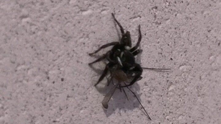 Thành công mỹ mãn khi cho nhện nhảy ăn