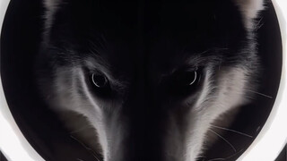 Every move of the husky exudes the aura of a wolf king.