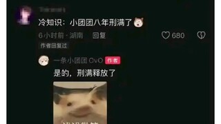 无人关注的角落，一条小团团刑满释放复活成功！话说pdd呢，去日本不敢回国了？