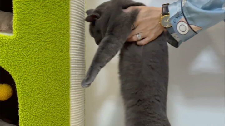 I heard that if you headbutt a wall with a cat and don’t use your hands to block, you’re a fool?