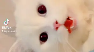 Cute cat beemo white cat