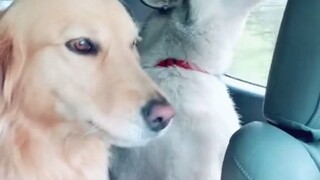 When a Golden Retriever and Two Huskies Share the Same Car