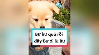 Đem ra ngoài chợ... cunyeucuadua chó chócon chókhôn chócute xuhuong fyp