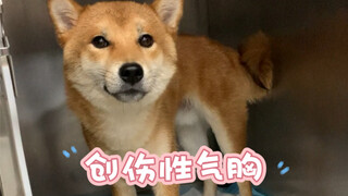 Everyone, please keep your dogs on a leash when you take them out for a walk; otherwise, the consequ