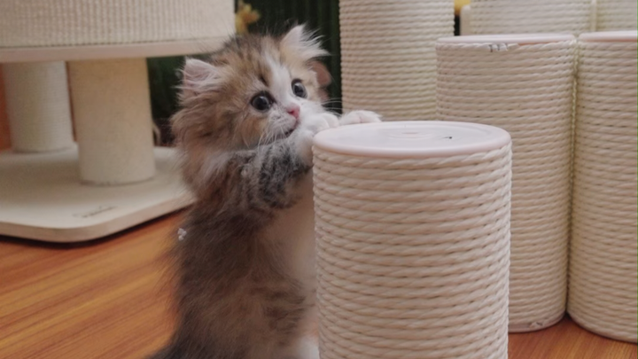 When shopping online for a cat tree, I forgot to check the dimensions