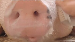 ตั้งร้านดูดวง วันจักรพรรดิก็กลายเป็นวันเจ็ด