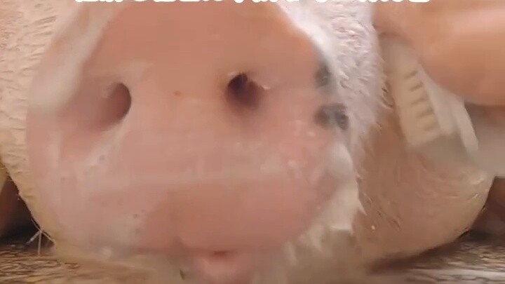 بيع التنبؤات في السوق، اليوم هو الذكرى السابعة للإمبراطور