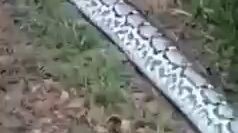 pinaka malaking ahas nakita sa Mindanao 😱