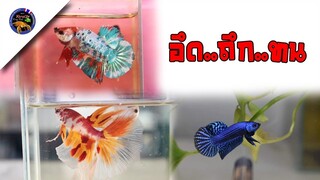 รีวิวปลากัด อึด ถึก ทน ที่จัดส่งทั่วประเทศสไตล์korattv