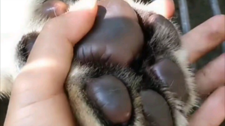 [The Ultimate Stress-Relief Tool] Give my paws a good squeeze too, please! Aaaah 😍😍😍