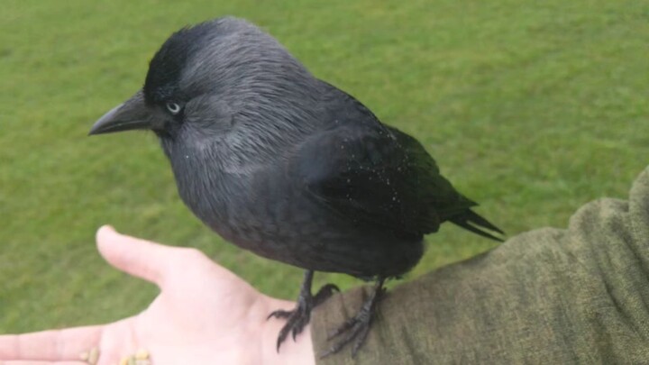 A big, black bird