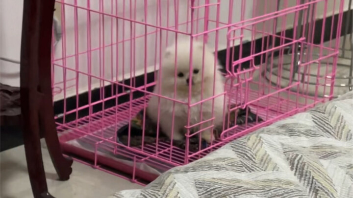 Ini mungkin bakat alami si anjing deh