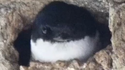 Paus pembunuh, mamalia laut besar. Anak-anaknya berkembang di tebing dan memiliki kemampuan terbang.