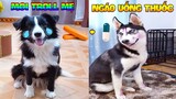 Thú Cưng Vlog | Ngáo Phá Hoại Và Đầu Moi #3 | Chó thông minh vui nhộn   smart dog funny pets