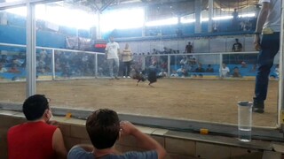 1st Fight Win Pure melaims Black