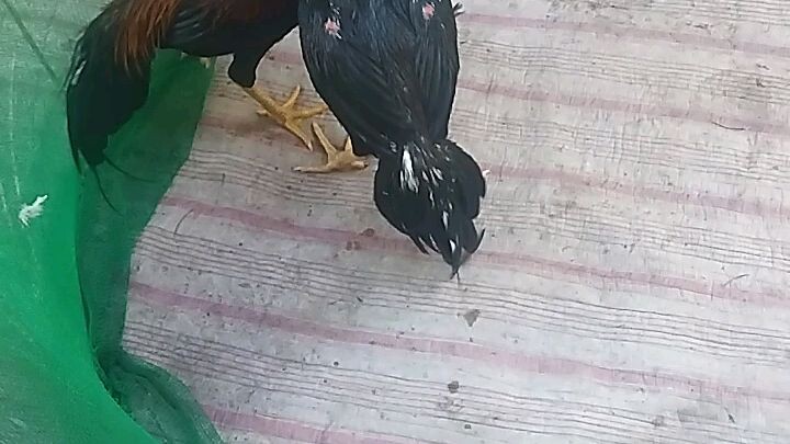 Spokesman man spar part 2