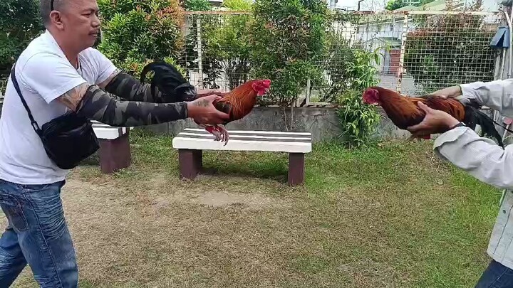 buyer's update, left side Gilmore hatch x escolin line sweater Roundhead 7 months ka spar aged cock.