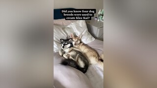 ‘What breed are your dogs?’ LearnOnTikTok  alaskankleekai minihusky