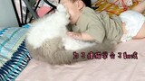 震惊！家长养布偶猫竟导致九个月婴儿染上猫瘾！！