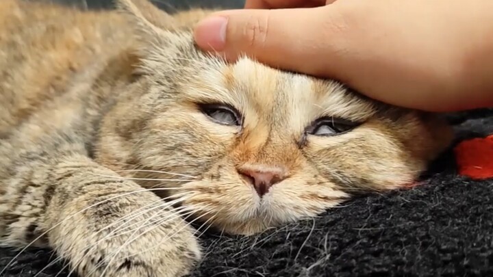 That's how the cat's mind was stolen.