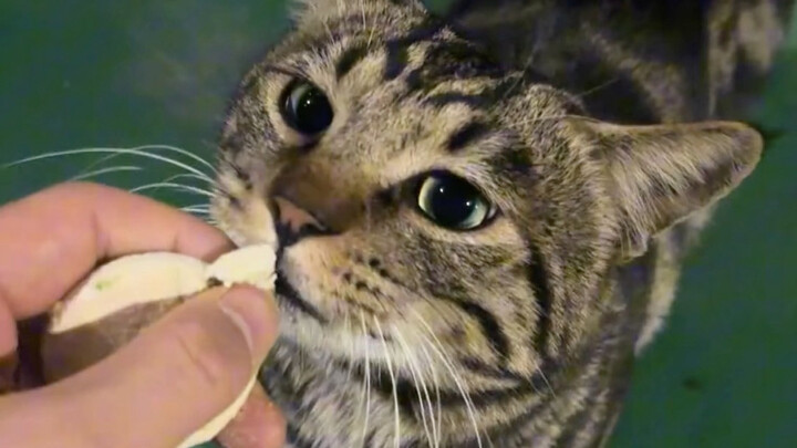 Orang mengira kucing tidak bisa menggigit sampai hancur untuk diberi makan, padahal sebenarnya anak 