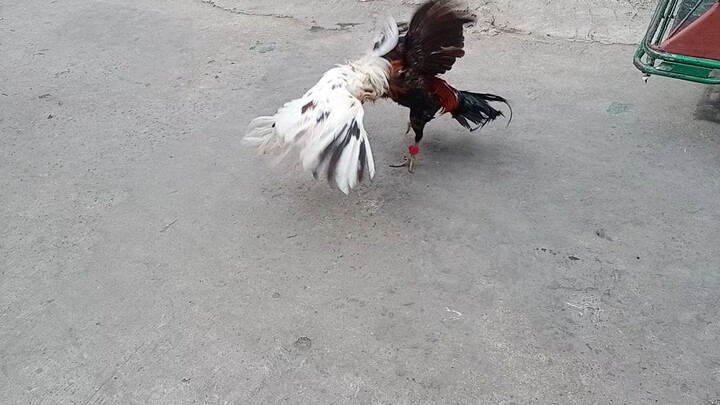 simebalang anak nng white kelso 6month