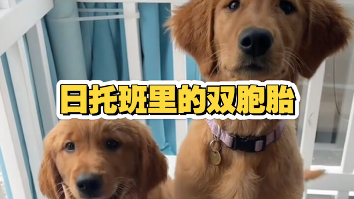 Daycare dogs meet their mini versions!