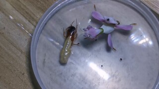 The cockroach is shedding its skin, just throw it to the mantis! It feels so good, so comfortable!