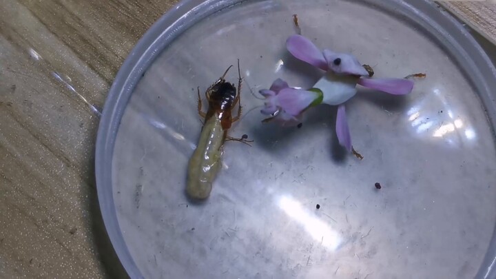 Kecoaknya lagi ganti kulit, lempar aja ke belalang sembah! Enak banget, nyaman banget!