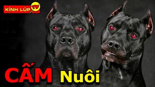 🔥 9 Giống Chó Cực Khủng Cực Trung Thành Cực Nguy Hiểm Nhưng Bị Cấm Nuôi Trên Thế Giới | Kính Lúp TV