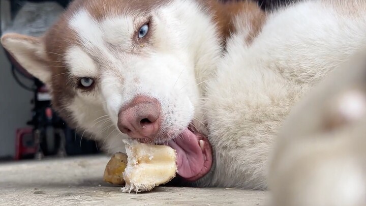 Husky: A high-quality dog—chewing bones has to be done with style!