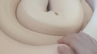 When you get too familiar with a snake