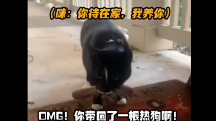 Kucing: Kalau aku kehilangan pekerjaan, aku akan mendukungmu! Manusia: Kucingmu baik sekali~