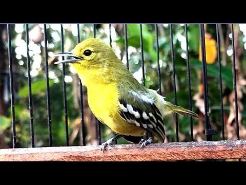Burung Sirtu Cipoh Paling Gacor Narung || VS Jantan Dan Betina