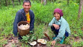 โพดคักแล้ว! พึ่งเคยเห็นบ่ต่ำกว่า20ดอก “เห็ดตะไค” หลายคักได้2กระต่า!!