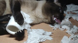 10 like sẽ cho anh ấy một túi lớn. Sáng thức dậy và bạn cùng phòng vẫn đang ngủ.