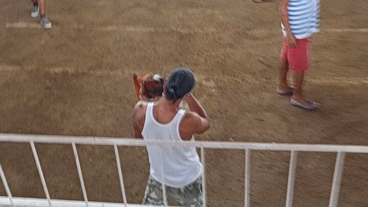 2Cock Ulutan Fight for the Champion (Dalusapi) Mauban Quezon