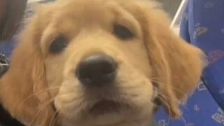 抚慰犬：看来你还是喜欢帅的