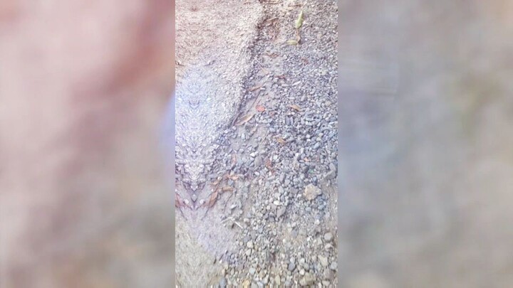 Jog jog
