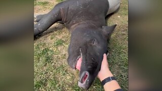 حيوان التابير اللطيف جدًا، هل تريد تجربته؟