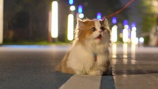Finally, autumn has arrived—no more walking the cat while sweltering in the heat!