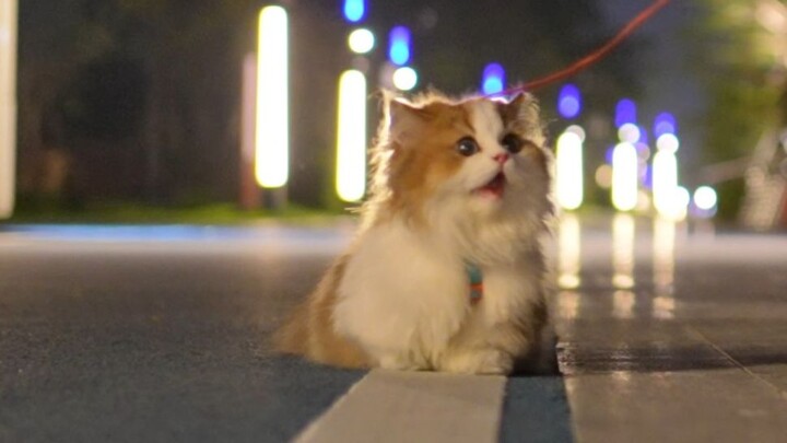 Finally, autumn has arrived—no more walking the cat while sweltering in the heat!