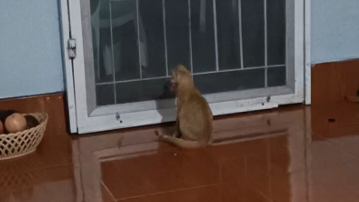 แมวส้มที่ชื่อคุณนาย #0001