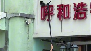 Chú mèo con đã được cứu :) Gửi đến những thanh niên tuyệt vời