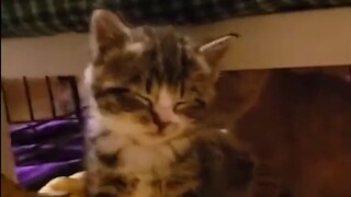 "Darn it, you've charmed me again!"