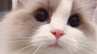 【Kucing Ragdoll】Jangan mendekat! Kalau mendekat lagi, aku akan menciummu!