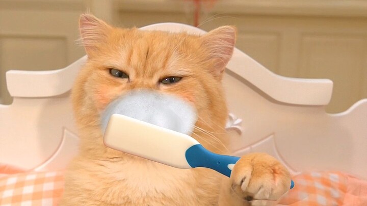 Kucing yang Bisa Menggosok Gigi Sendiri