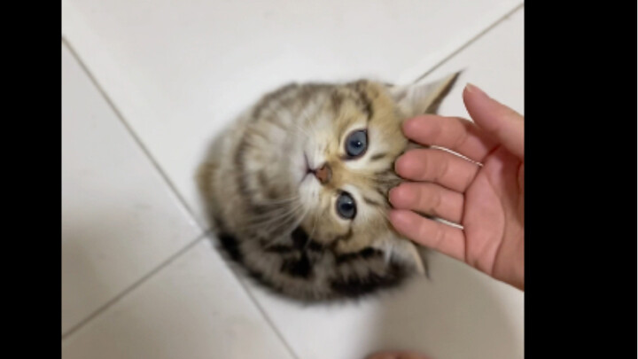 Apakah kamu juga punya teman kucing yang punya toilet sendiri?