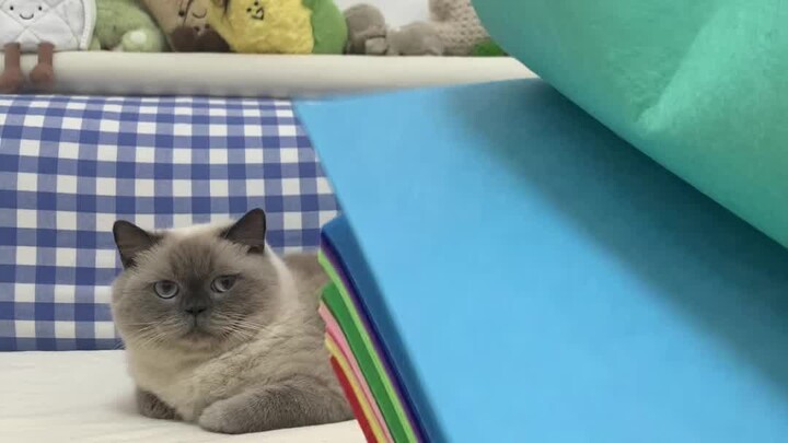 Khi bạn có một đống vải không dệt, bạn có thể tạo ra rất nhiều meme!